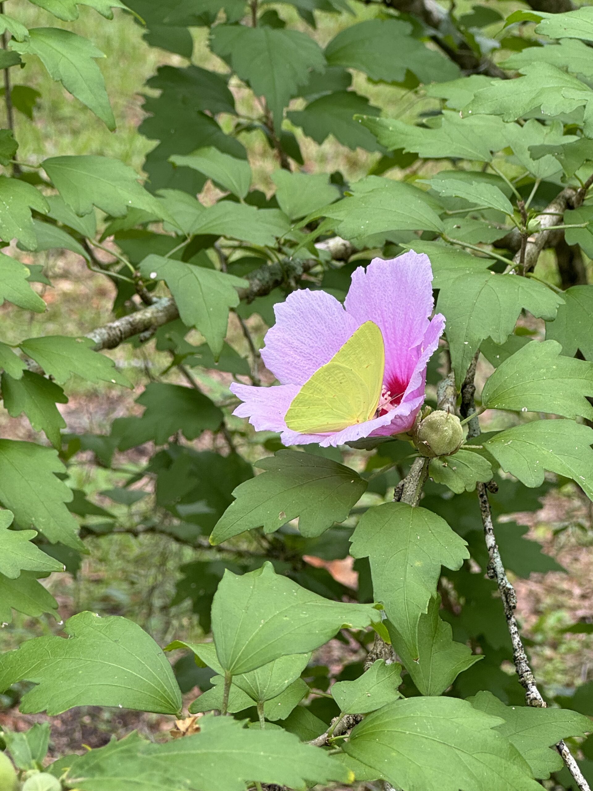 Tapping into Self-Care and Emotional Education for Healing and Becoming Our Best Selves