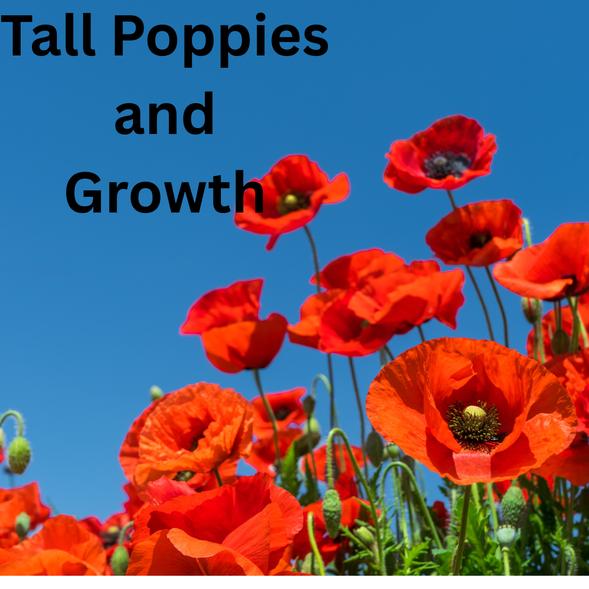 Tall-Poppies-and-Growth